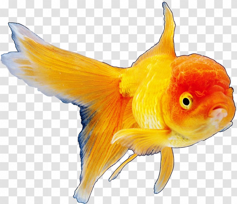 Goldfish Koi Animal - Canary Rockfish Vermilion Transparent PNG