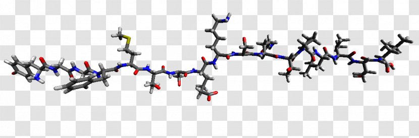 Endorphins Beta-Endorphin Gamma-Endorphin Alpha-Endorphin Peptide - Phenylalanine - Endorphine Transparent PNG