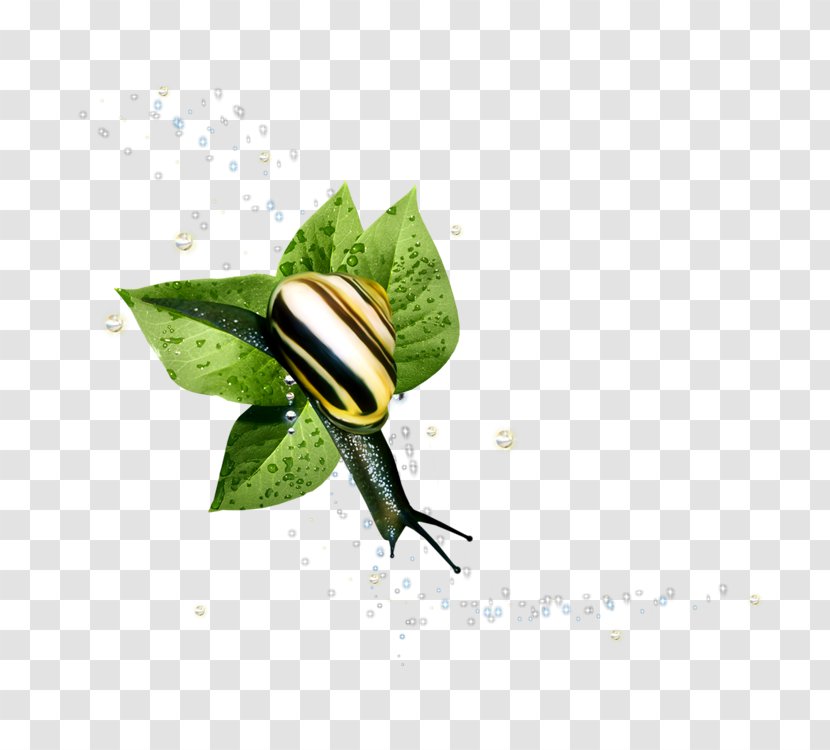 Butterfly Insect - Organism Transparent PNG