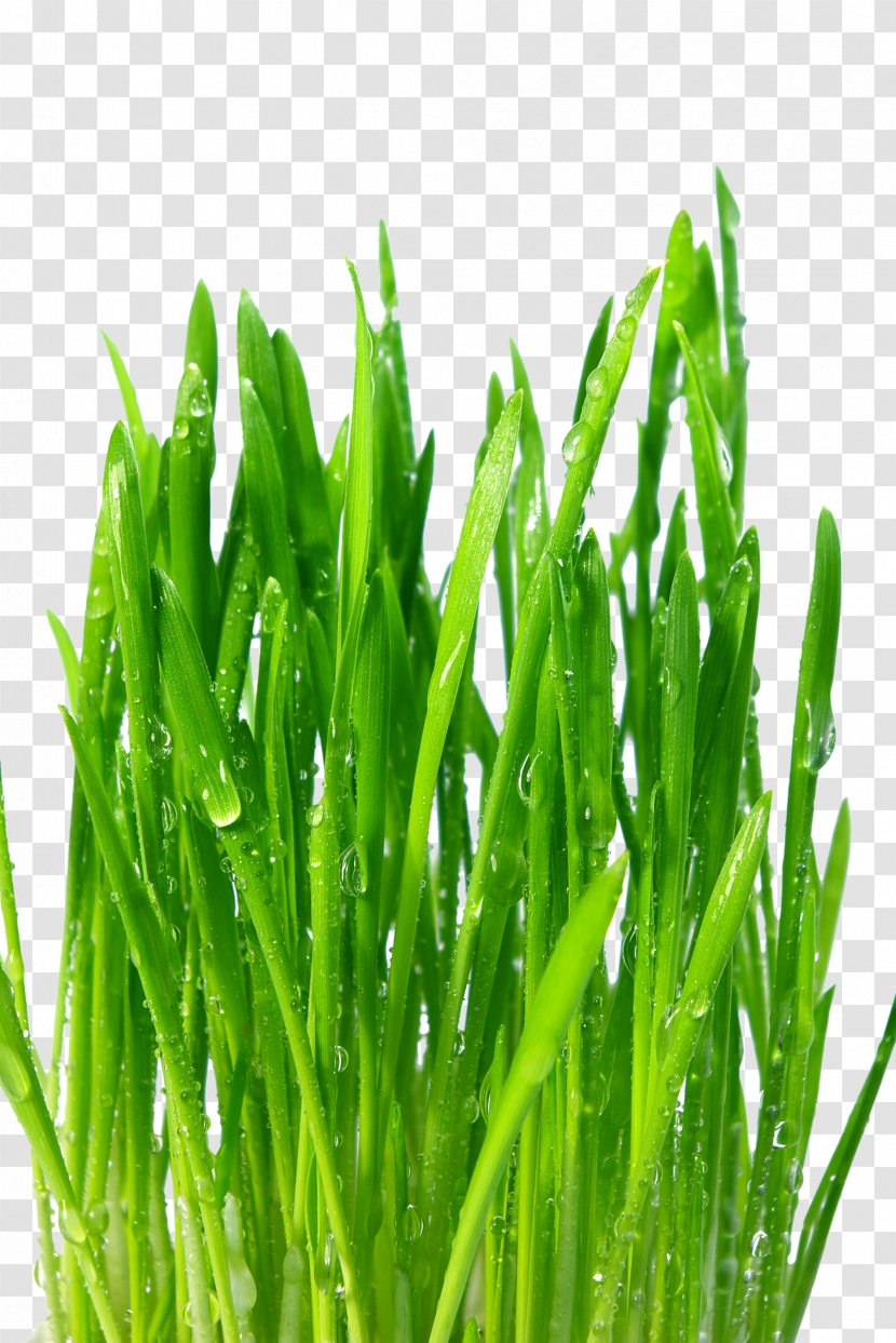 Nutrient Common Wheat Dietary Supplement Wheatgrass Plant - Drop Transparent PNG