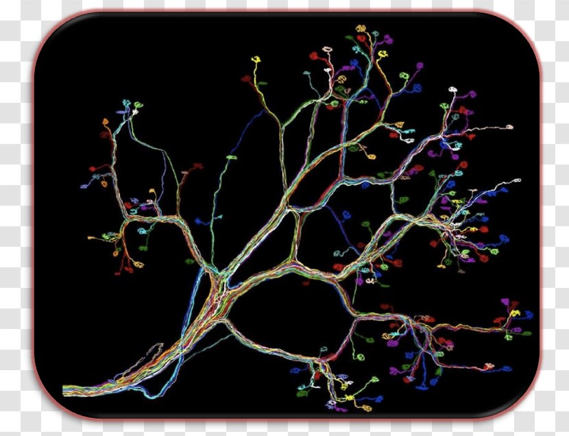 Neural Circuit Neuron - Branch - Human Connectome Transparent PNG