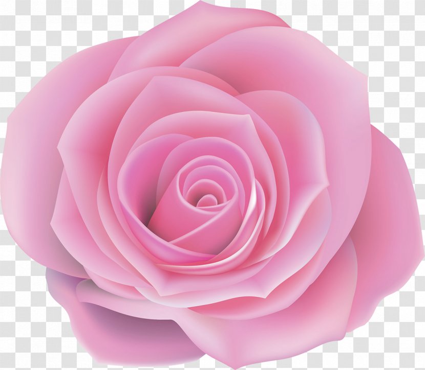 Centifolia Roses Pink Flower Clip Art - Rose Transparent PNG