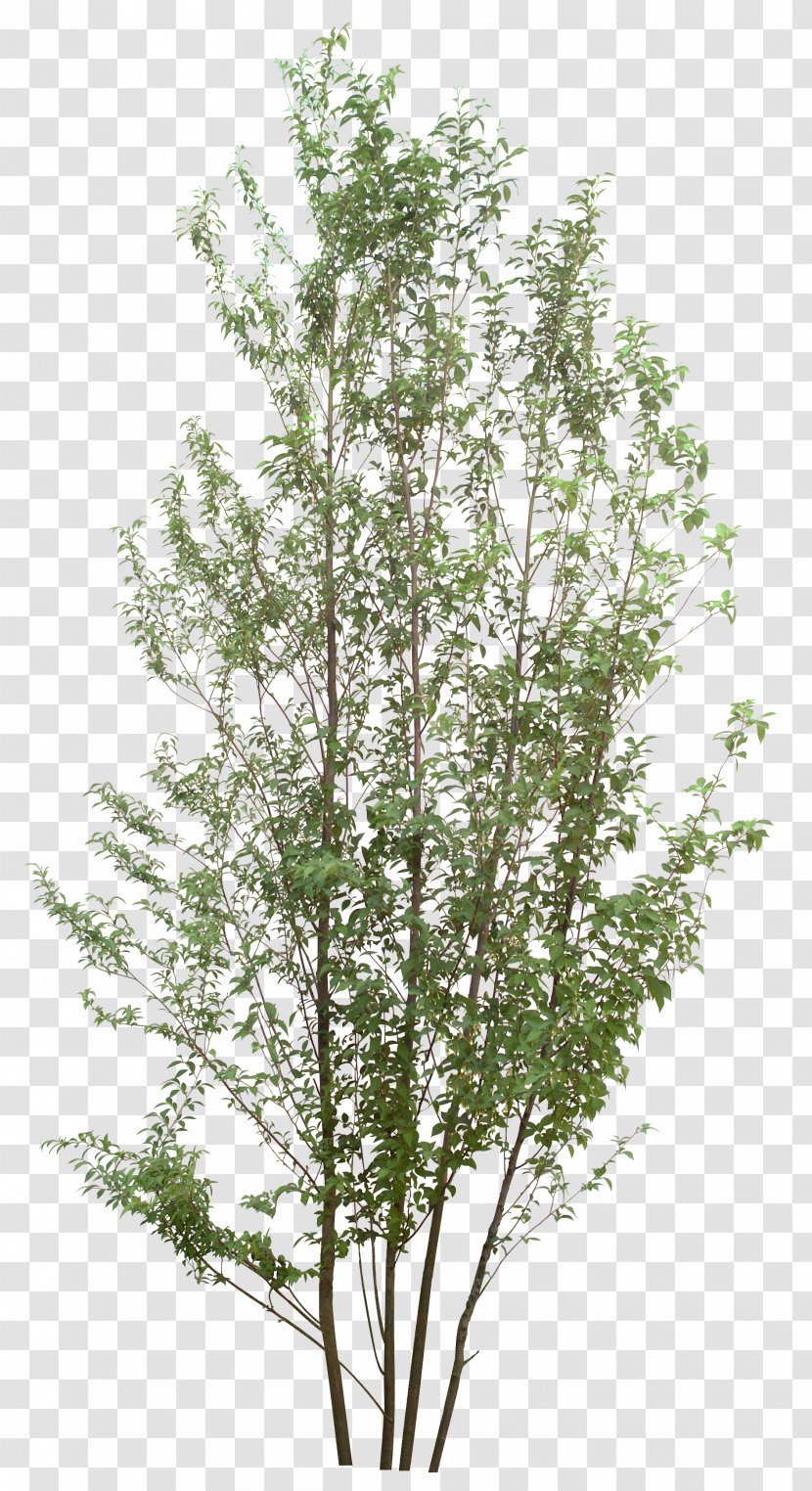 Tree Photography Information - Grass - Plan Transparent PNG