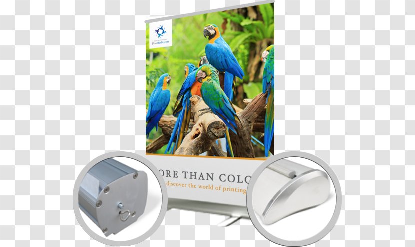 Macaw Advertising Technology Parakeet - Fauna - Roll Up Banners Transparent PNG