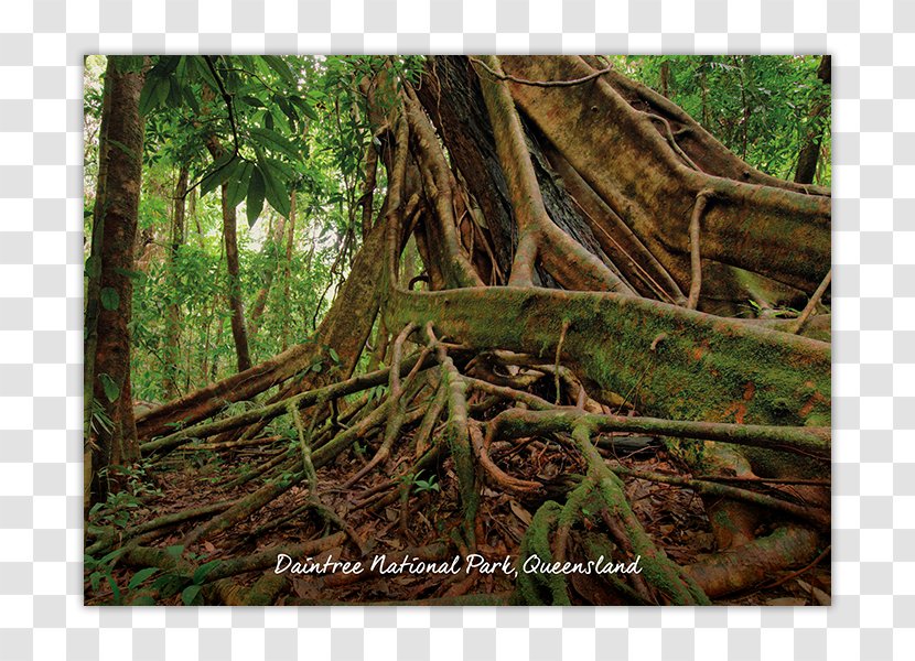 Daintree National Park Cape Tribulation, Queensland River Mossman - Tree - Travel Transparent PNG