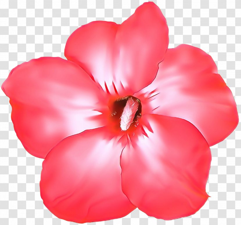 Petal Pink Red Flower Plant - Herbaceous - Magenta Transparent PNG