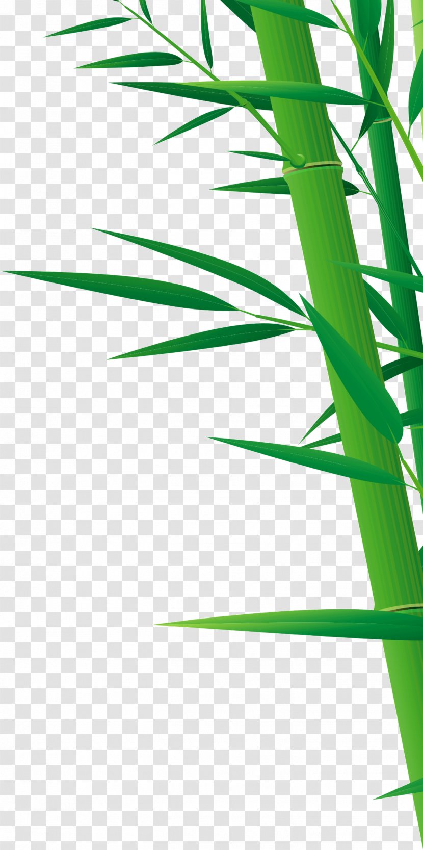 Bamboo Drawing - Phyllostachys Edulis - Green Transparent PNG