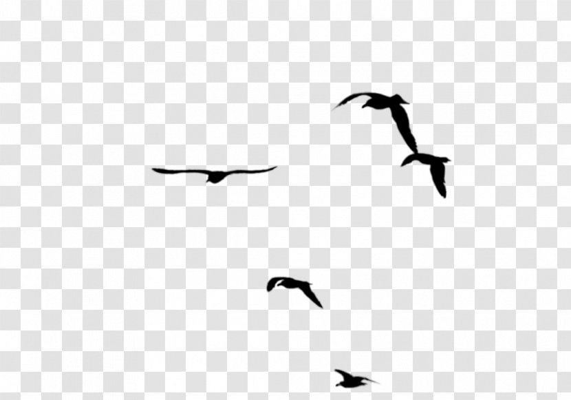Bird Migration Beak Swans Goose - Seabird Transparent PNG