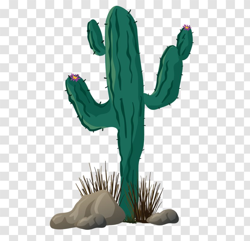 Cactaceae Cactos/Cactus Thorns, Spines, And Prickles - Fictional Character - Prickly Cactus Transparent PNG