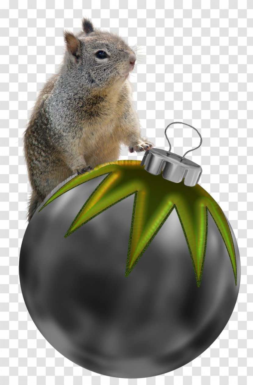 Squirrel Christmas Decoration - Chipmunk Transparent PNG