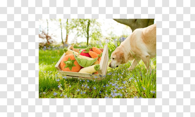 Health Dog Breed Toys Pet - Grass - GARDEN BY THE BAY Transparent PNG
