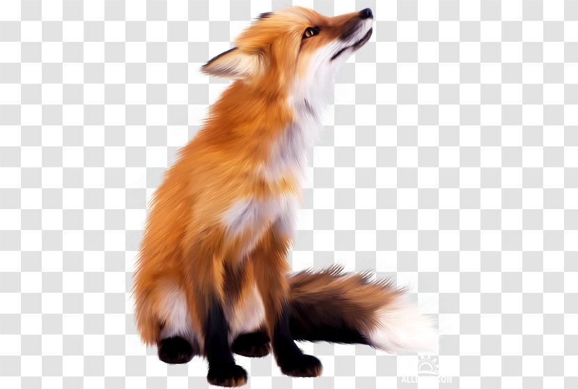 Red Fox Zorro Transparent PNG