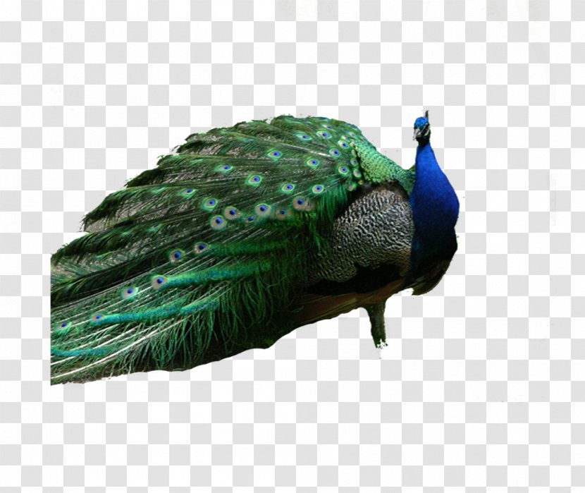 Peafowl Download Computer File - Animal - Peacock Transparent PNG