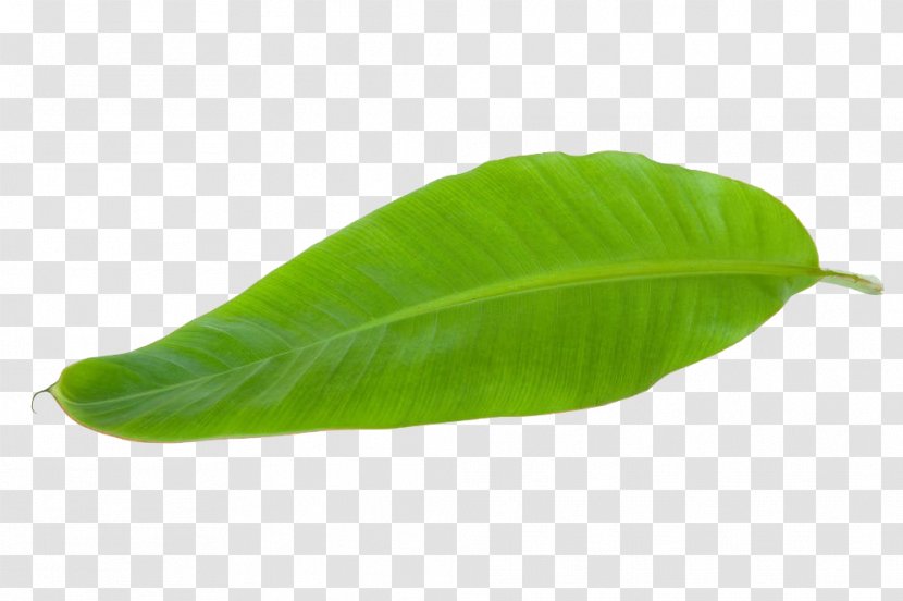 Banana Leaf - 2018 Nissan - Tropical Leaves Transparent PNG