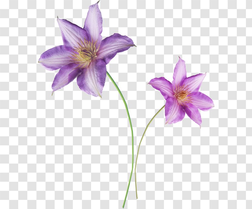 Liliaceae Daylily Flora Violet Lilium - Plant Transparent PNG