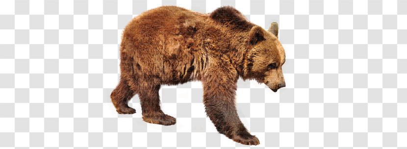 Grizzly Bear Polar Kodiak Florida Black - Silhouette Transparent PNG