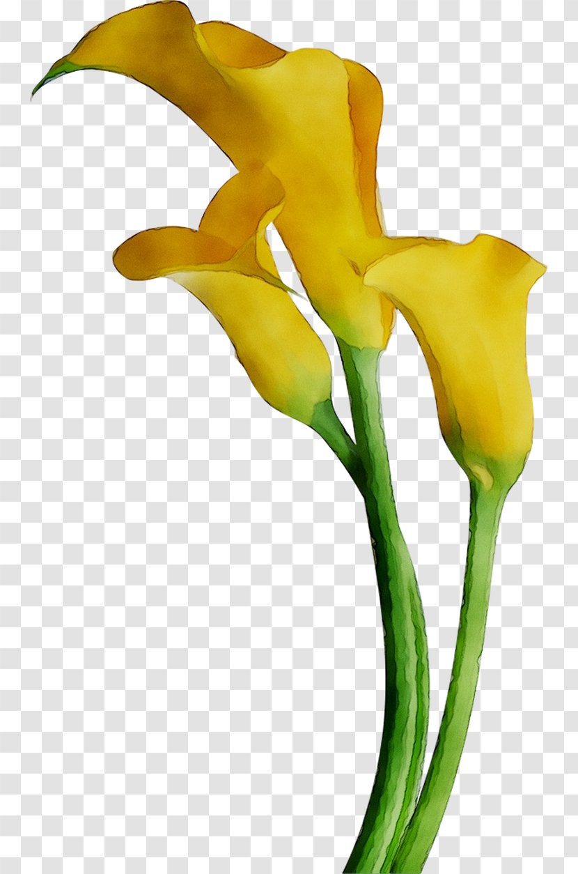 Bog Arum Lilies Cut Flowers Yellow Arum-lily - Arumlily - Pedicel Transparent PNG