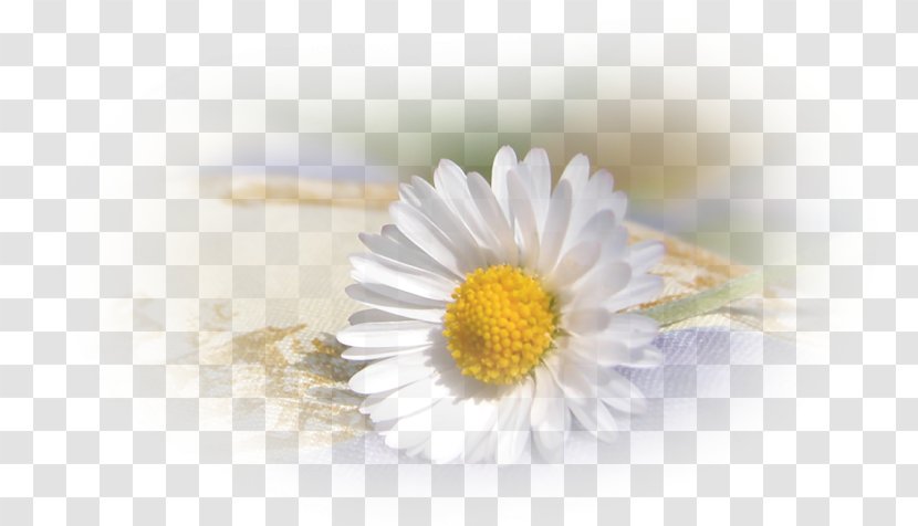 Greeting & Note Cards Birthday Layers - Daisy Transparent PNG
