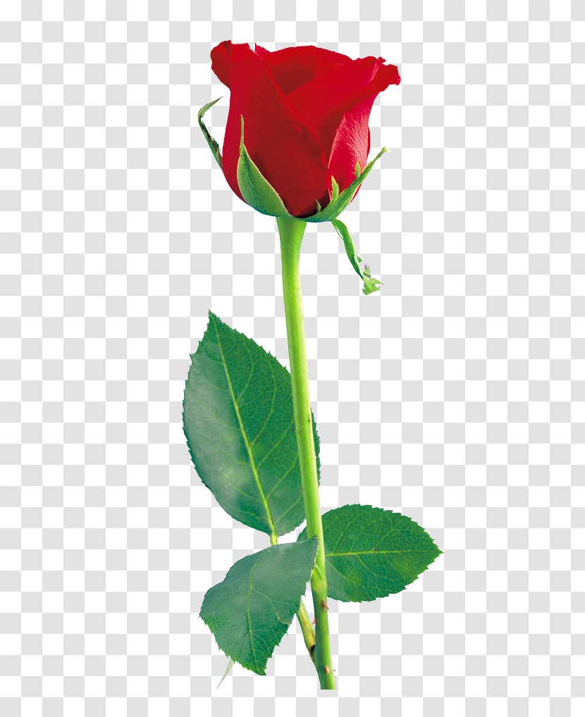 Rose Clip Art - Cut Flowers - Single Red File Transparent PNG