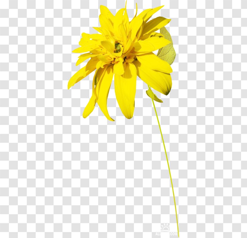 Yellow Flower Digital Image Clip Art - Plant Transparent PNG