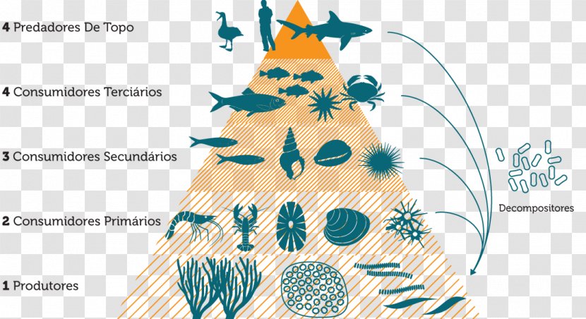 Food Chain Web Consumer Energy Trophic Level Transparent PNG