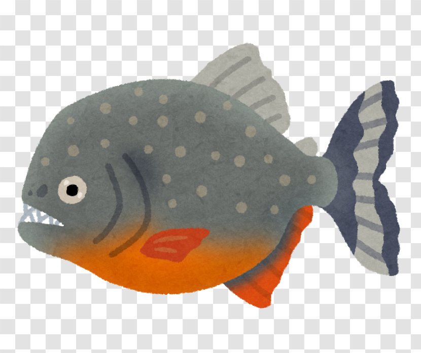 Red-bellied Piranha Amazon River Fish Predator Transparent PNG