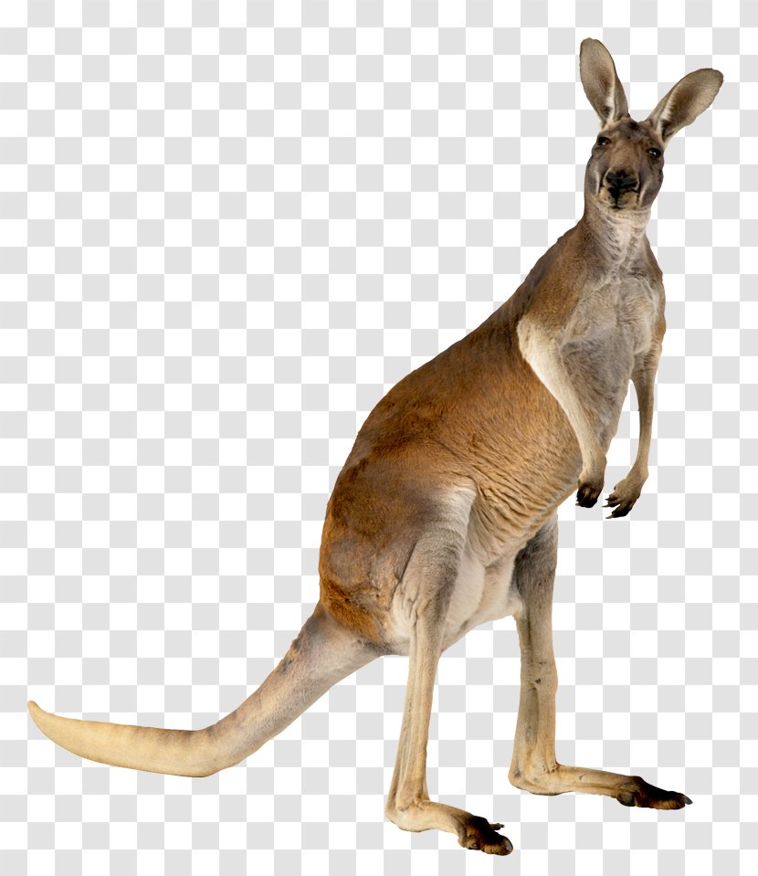Australia Kangaroo Animal - Macropodidae - Kangaroo,animal Transparent PNG