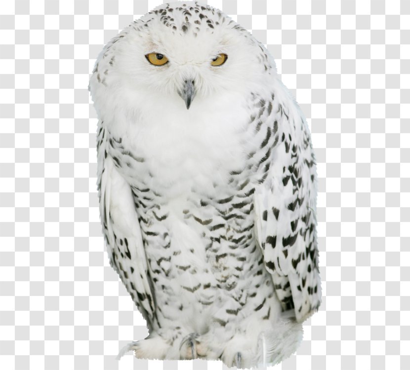 Great Grey Owl Snowy Barn IPad - Ipad Mini Transparent PNG