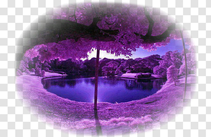 Nature Landscape Purple Violet Color - Water Transparent PNG