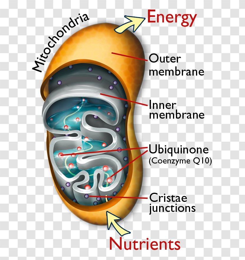 Nutrient Dietary Supplement Coenzyme Q10 Mitochondrion - Tree - Health Transparent PNG