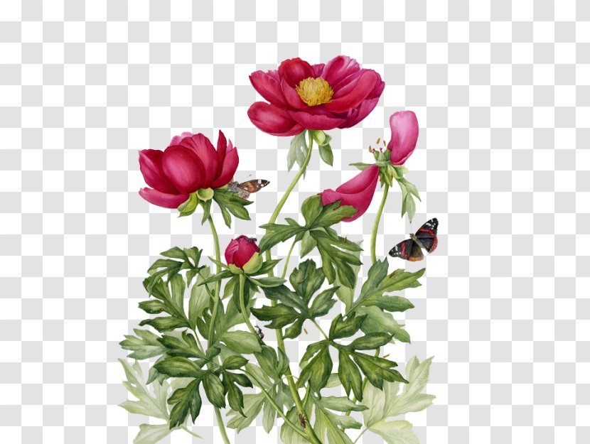 Botanical Illustration Painting Drawing Art - Illustrator Transparent PNG