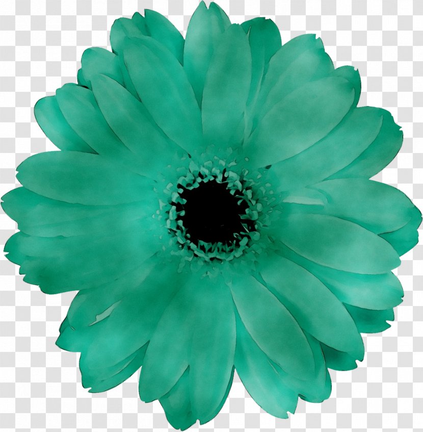 Transvaal Daisy - Petal Transparent PNG