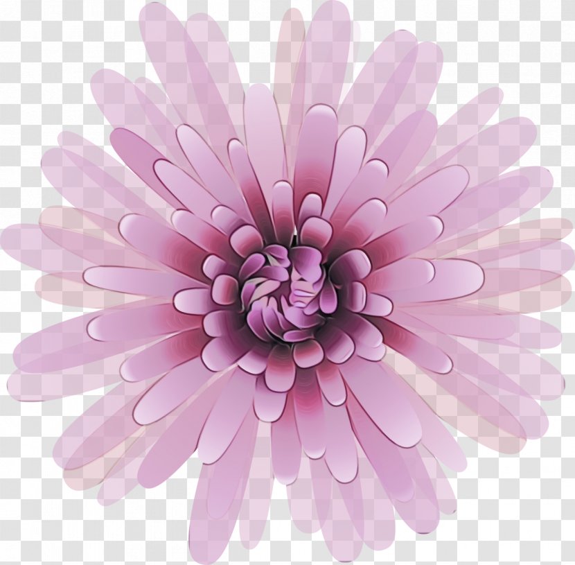 Daisy - Flowering Plant - Family Transparent PNG
