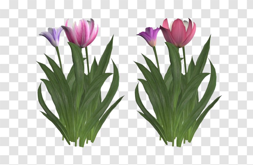 Tulip Flower Clip Art - Arranging - Colorful Tulips Transparent PNG