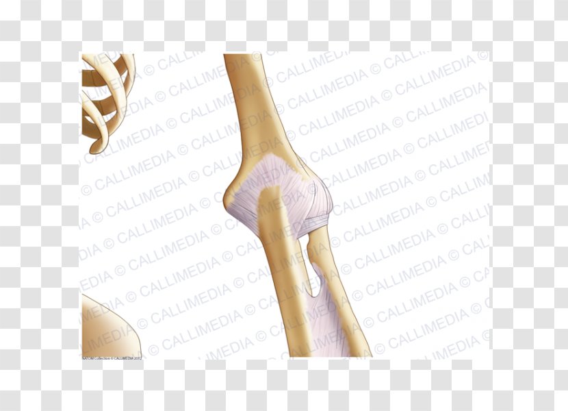 Thumb Elbow Shoulder Ligament Anatomy - Flower - Skeleton Transparent PNG