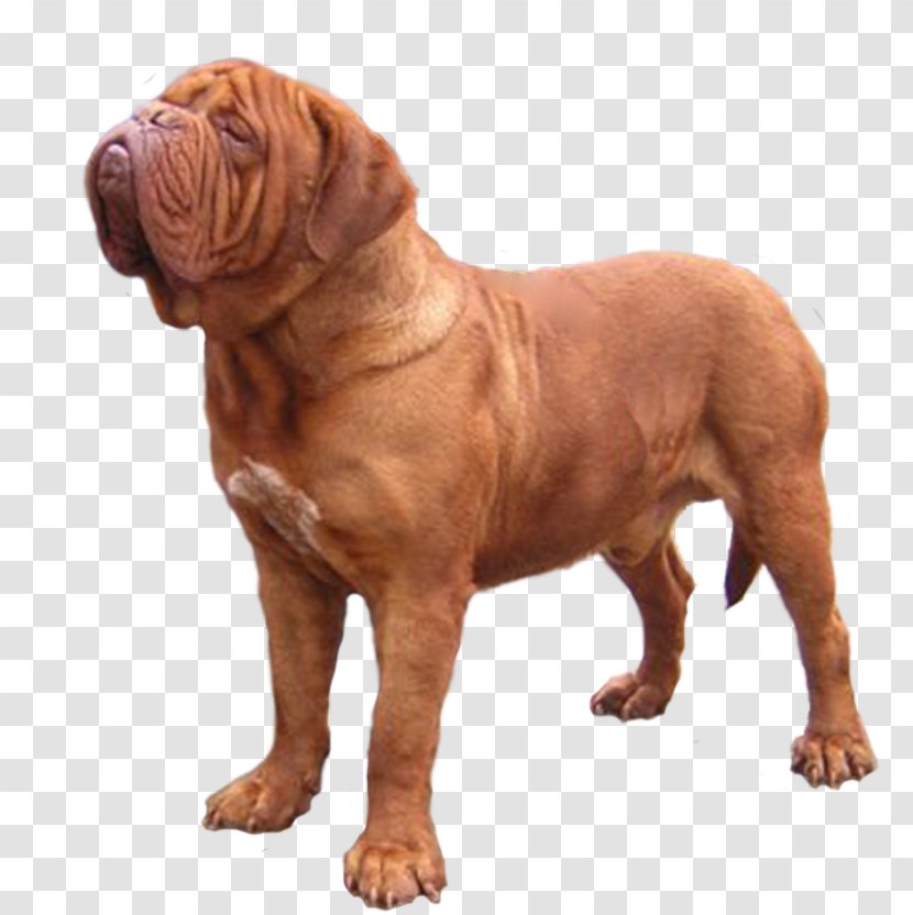 Dogue De Bordeaux Dog Breed Tosa Fila Brasileiro Dorset Olde Tyme Bulldogge Transparent PNG