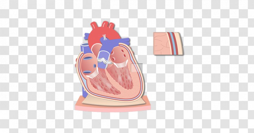 Pericardium Heart Anatomy Coronal Plane Serous Membrane - Silhouette Transparent PNG