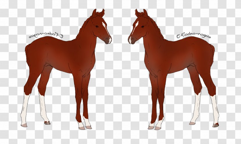Foal Mustang Mare Stallion Halter - Liverpool Fc Transparent PNG