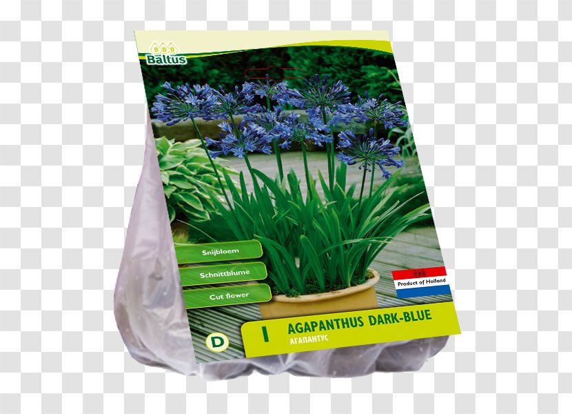Lily Of The Nile Willemse-France Blue Aquarium Grasses - Agapanthus Transparent PNG