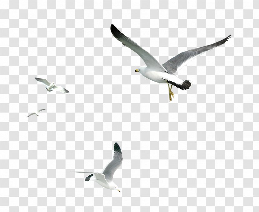 Gulls Bird - Silhouette - Seagull Transparent PNG