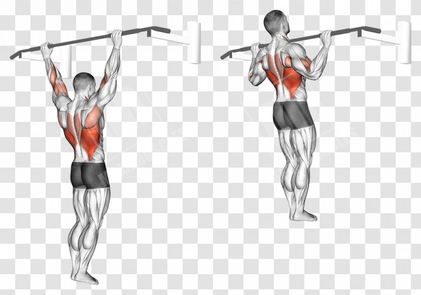 Pull-up Physical Fitness Chin-up Row Exercise - Watercolor - Pull Up Transparent PNG