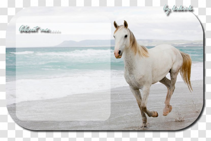 Desktop Wallpaper Horse Room 1080p Mobile Phones - 4k Resolution Transparent PNG