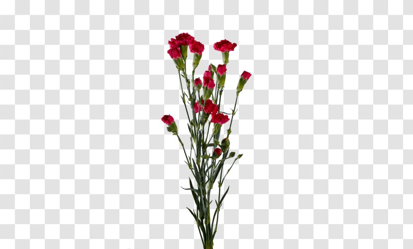 Carnation Cut Flowers Floral Design Plants - Dianthus - Flower Transparent PNG