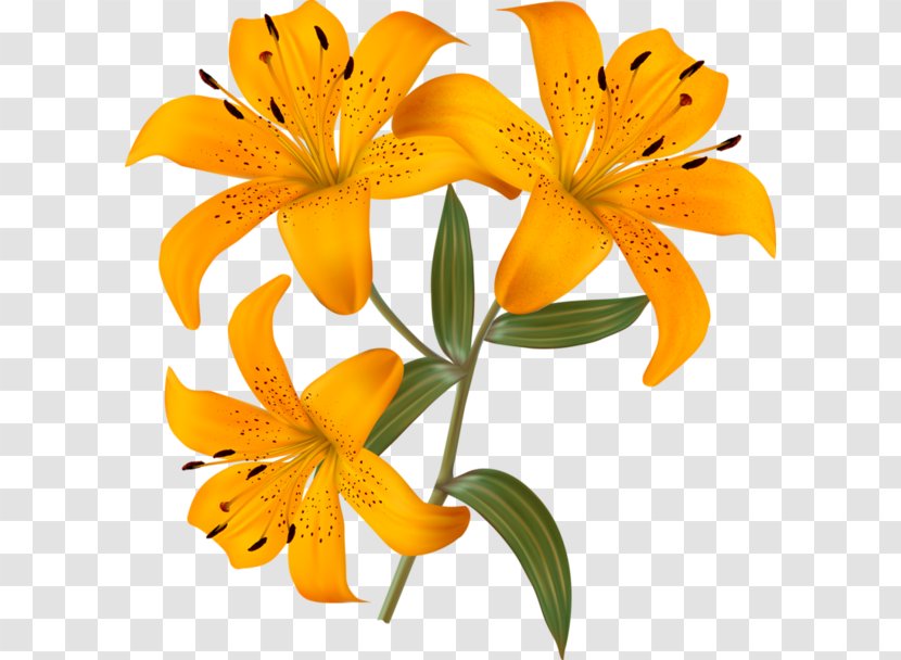 Butterfly Lilium Photography - Orange Transparent PNG