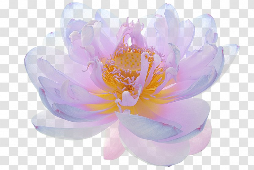 Sacred Lotus Flower Image Photograph Floral Design Transparent PNG