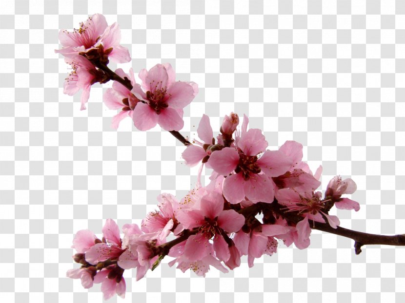 National Cherry Blossom Festival - Blossoms Transparent PNG