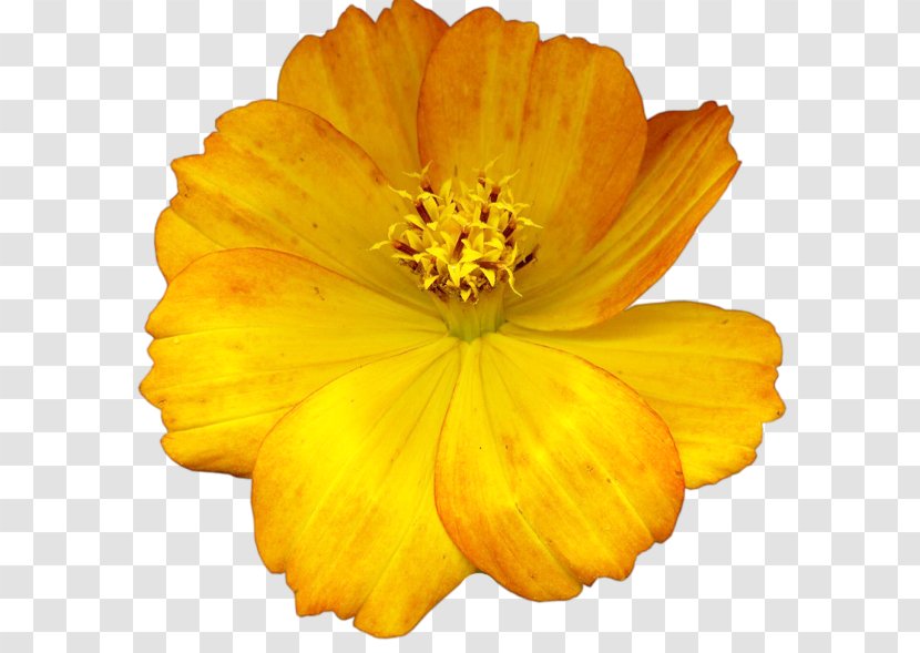 Yellow Flower Dahlia Clip Art - Color Transparent PNG