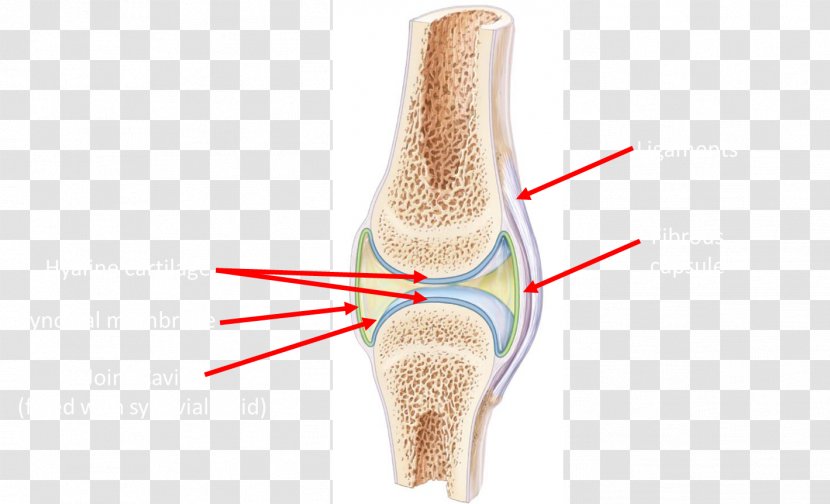 Human Anatomy & Physiology Laboratory Manual: Fetal Pig Version Synovial Joint Surface - Jaw Transparent PNG