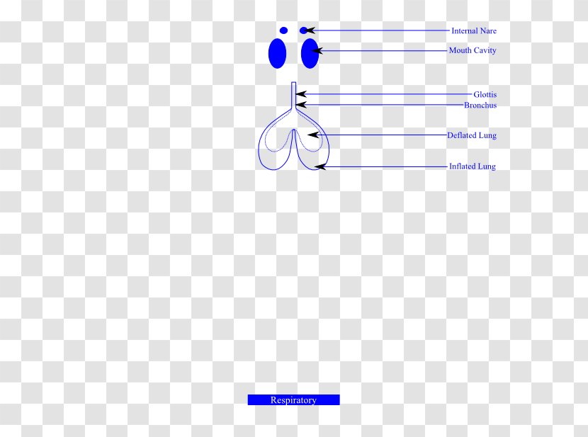 Line Point Angle - Area - Circulatory System Of Frog Transparent PNG