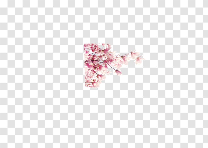 Pink Plum Blossom Cherry Petal - Flower Transparent PNG